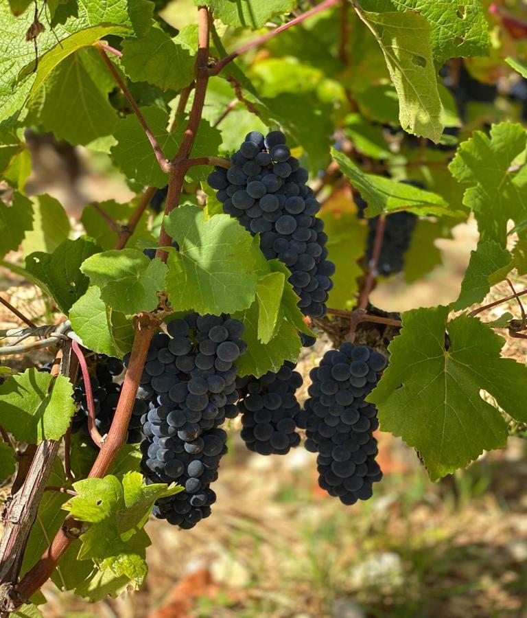 Le Richebourg - Charmant T2 Cosy, tout confort Gevrey-Chambertin Extérieur photo